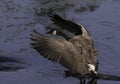 Canada goose landing on the lake in black and white Royalty Free Stock Photo