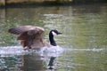 Canada goose landing on a lake Royalty Free Stock Photo