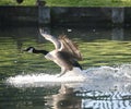 Canada goose landing on a lake Royalty Free Stock Photo