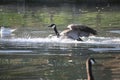 Canada goose landing on lake water Royalty Free Stock Photo