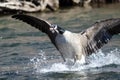 Canada Goose Landing on the River Water Royalty Free Stock Photo