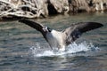 Canada Goose Landing on the River Water Royalty Free Stock Photo