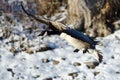 Canada Goose Landing on the Snowy Winter River Royalty Free Stock Photo