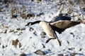 Canada Goose Landing on the Snowy Winter River Royalty Free Stock Photo