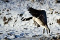 Canada Goose Landing on the Snowy Winter River Royalty Free Stock Photo