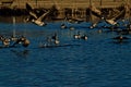 Canada goose Landing in South. East City Park Public Fishing Lake, Canyon, Texas Royalty Free Stock Photo