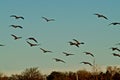 Canada goose Landing, Canyon, Texas, . Royalty Free Stock Photo