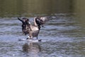 Canada goose landing on water Royalty Free Stock Photo