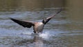 Canada goose landing on water Royalty Free Stock Photo