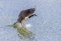 Canada Goose Landing On Water Royalty Free Stock Photo