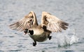 Canada Goose landing in water Royalty Free Stock Photo