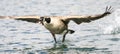 Canada Goose landing in water Royalty Free Stock Photo