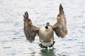 Canada Goose landing in water Royalty Free Stock Photo