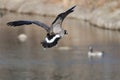 Canada Goose Landing on the Water Royalty Free Stock Photo