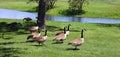 Canada goose is a large wild goose species with a black head and neck, Royalty Free Stock Photo