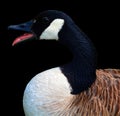 Canada goose is a large wild goose species with a black head and neck, Royalty Free Stock Photo