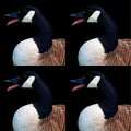 Canada goose is a large wild goose species with a black head and neck, Royalty Free Stock Photo