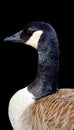 Canada goose is a large wild goose species with a black head and neck, Royalty Free Stock Photo