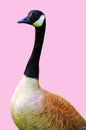 Canada goose is a large wild goose species with a black head and neck Royalty Free Stock Photo