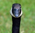 Canada goose is a large wild goose species with a black head and neck, Royalty Free Stock Photo