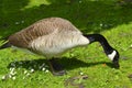 Canada Goose Royalty Free Stock Photo