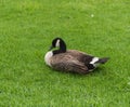 Canada goose on Liberty Island in New York City, next to the Statue of Liberty Royalty Free Stock Photo