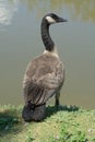 Canada Goose Royalty Free Stock Photo