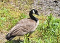 A Canada Goose male stands at the edge of a pond