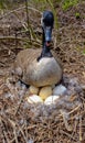 Canada goose  Male and female goose on a nest with eggs on an island among trees Royalty Free Stock Photo