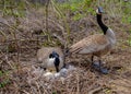 Canada goose  Male and female goose on a nest with eggs on an island among trees Royalty Free Stock Photo