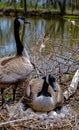 Canada goose  Male and female goose on a nest with eggs on an island among trees Royalty Free Stock Photo