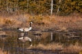 A Canada Goose in a marsh in Ontario, Canada Royalty Free Stock Photo