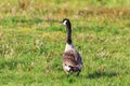 Canada goose in a meadow Royalty Free Stock Photo
