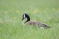 Canada Goose in a Meadow Royalty Free Stock Photo