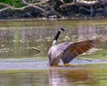 Canada goose in Milwaukee River in Wisconsin Royalty Free Stock Photo