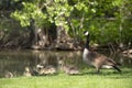 Canada goose mother is alert with her baby goslings at a lake in Colorado