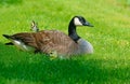 Canada Goose mother, babies, and butterfly Royalty Free Stock Photo