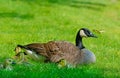 Canada Goose mother, babies, and butterfly Royalty Free Stock Photo