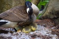 Canada goose mother and goslings in a nest Royalty Free Stock Photo
