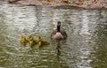 Canada goose mother and goslings in a pond Royalty Free Stock Photo