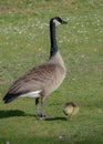 One Canada goose mother looking after one new born gosling