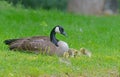 Canada Goose mother sitting with babies.