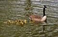 Canada goose mother and cute babies Royalty Free Stock Photo