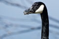 Canada Goose With a Mouth Full of Yuck