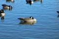 Canada Goose napping on private lake in Canyon Texas