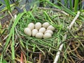 Canada Goose Nest with Eggs Royalty Free Stock Photo