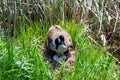 Canada goose nest and eggs Royalty Free Stock Photo