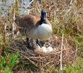 Canada goose nest and eggs is a large wild goose species Royalty Free Stock Photo