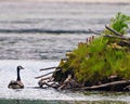 Canada Goose on nest with newly hatched goslings. Leaving the nest for adventure. Goose Photo and Image Royalty Free Stock Photo
