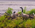 Canada Goose on nest with newly hatched goslings. Goose Photo and Image. Landscape scenery. Royalty Free Stock Photo